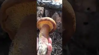 Шульгівка , Рядовка жовто-червона.
