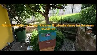 Nachkontrolle nach der kleinen Brutentnahme im Sommer -  09.08.24