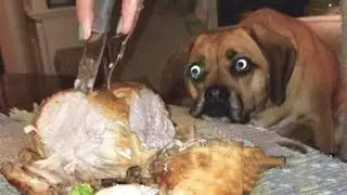 Cats And Dogs That Will Make You Laugh Even More 😸 Best Funny Pet Videos Of The Month 🐶