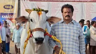2026-చిలకలూరిపేట.సబ్ జూనియర్🥈🏆.RK BULLS అత్తోట శీరష చౌదరి శివకృష్ణ చౌదరి&సంపటం వీరబ్రహ్మం నాయుడు