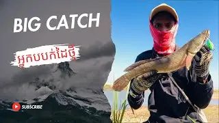 ធំជាងថ្ងៃមុនទៀតប្លង់ដដែរតែត្រីធំជាងមុន🤩| amazing snakehead fishing using a small bait hook big fish 