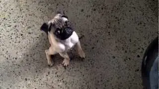 Pugs love food! Our pug Frank getting excited about dinner! OMNOMNOM!