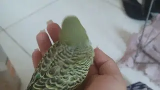 Neném 