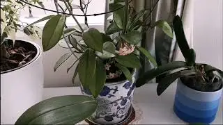 My blooming Hoya carnosa - 养了一年多的球兰开花了！