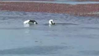 Dance of the Hooded Grebe