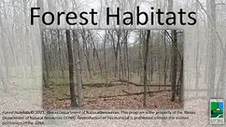 Forest Habitats