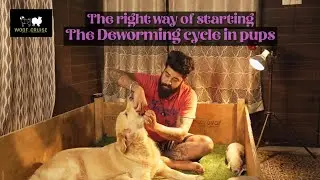 👩&zwj;⚕️ Newborn Puppy Care: Why Mom&rsquo;s Deworming Comes First 