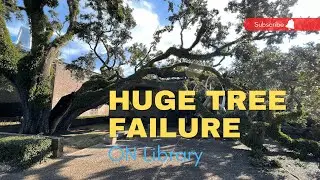 Live Oak Tree Removal(Drone Video)