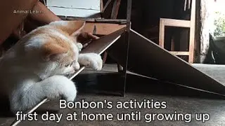 Bonbon's activities at first day at home until growing up