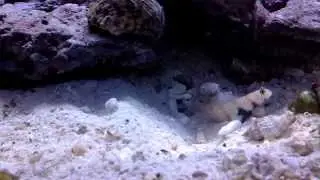 Alpheus bellulus plus Amblyeleotris guttata