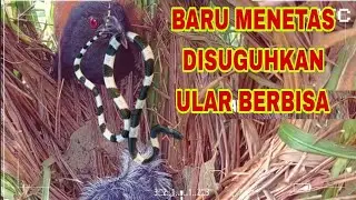 ANAK BURUNG BUTBUT BARU MENETAS SUDAH DISUGUHKAN ULAR BERBISA