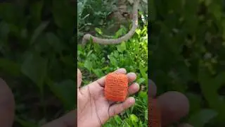 Homemade Sutli bomb || Very loud sound || didn't expected this#experiment #fireworks