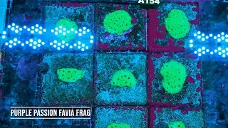 Stock Spotlight: Purple Passion Favia Frag