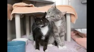 Adopting a Second Cat or Kitten
