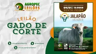 Agropecleiloes.com LEIL&Atilde;O GADO DE CORTE  | JALAP&Atilde;O LEIL&Otilde;ES - SANTA TEREZA-TO| 09/01/2026.