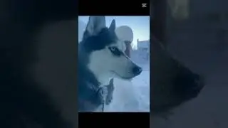 2024 recap! #trending #shorts #huskylife #fyp #blowup #2024 #dog #cutedog
