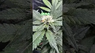 #OrganicGrow #BioBizz#FloweringStage #GrowLife #PlantCare#Live247 #GreenVibes #GrowCommunity 🌿🔥