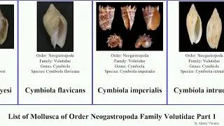 List of Mollusca of Order Neogastropoda Family Volutidae Part 1 cymbiola amoria cymbium ericusa