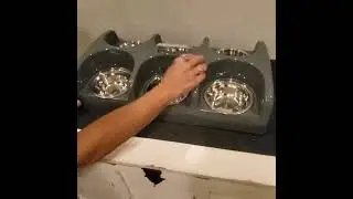 Puppy Feeding System 6 Litter Multiple Dog Bowl Feeder Puppy Feeder Station Review, Equal Opportunit