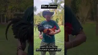 🏅A 21X WINNING LINE🏅A 6 month-old BLUE BOONES rooster at Lance De La Torre&rsquo;s Red Foot Game Farm