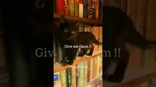 🗣️ : who likes black cats ? 😭🐈&zwj;⬛..| #aesthetic #viral #blackcats #cloudyedits