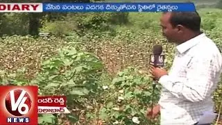 Adilabad Cotton Farmers in concern with lack of original seeds | fake seeds circulation - V6 News