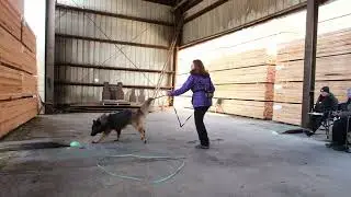 Johnny Competing: CDSA DS1 Junior - Canine Companions Dog Training - Canada