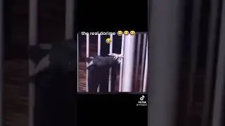 microchip on goat's head 🤣😂🤣