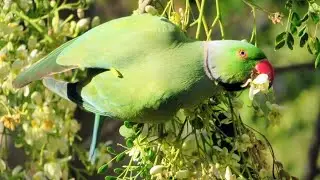 A Parrot Eating Natural Food In Cage Free Environment | Parrot Food