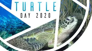 World Turtle day 2020 - Under water video exploring sea turtle life around the planet