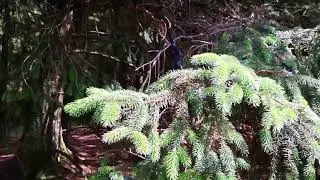 Прогулки по Англии. Бикон Фелл - очаровательный Country Park