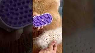 Best Grooming Brush For Your Pet! 😷 #goodtoknow #surgeonlife #funfacts #vet #medicine #lifehacks
