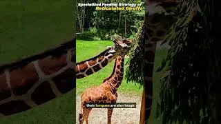 🦒 The 21-Inch Biological Tool: The Incredible Secret Behind Giraffe Feeding!