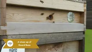 Guard Bees