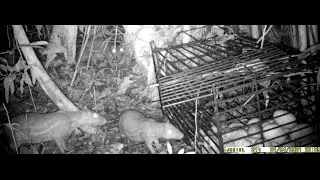 PACA CEVADA NA GAIOLA:  PARTE 1