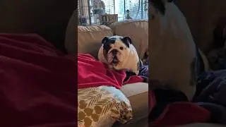 Rolo Bulldog throwing a temper tantrum #puppy #shorts #dogs #puppies #dogshorts #dog #trending