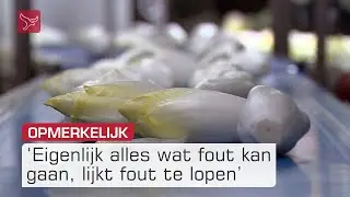 Fors minder witlof in de schappen | Omroep Flevoland