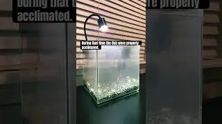 DIY Quarantine Tank 🐠 | #aquarium #fishaquarium #fishtank #fishkeeping #fish #nano #cleaning #trend