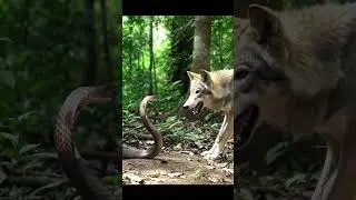 Wolf vs cobra king which one is gonna smash?🐍/🐺 #thejungle #animals #snake #wolf