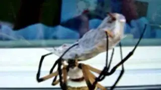 Life of a garden spider, wrap, eat, molt, egg sack