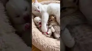 A Loving Cat Mom Raises Both a Puppy and a Playful Kitten Duo #CatMom #PuppyLove #PetLife