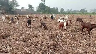 . Many goats & sheep are eating sugarcane field's leftover grass, fodder etc.