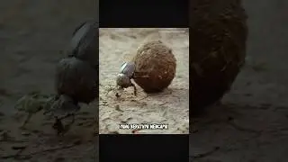 Kumbang Scarab, Serangga Terkuat di Bumi!