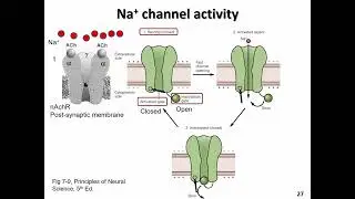BIOL 3060 BIOELECTRICAL SIGNALING   slides 23 27