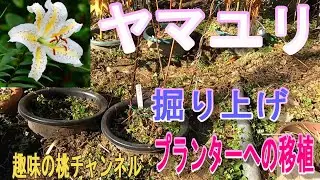 【ヤマユリ】掘り上げ　プランターへの移植　25/1/1