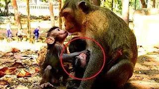 OMG!! What's Julina Doing On Alexen Newborn Baby Monkey, Alexendra Mommy!