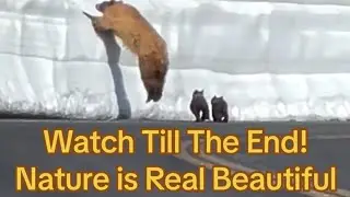 The Natural instinct