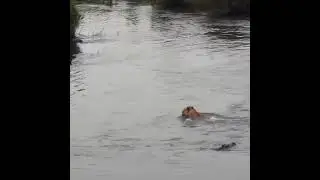 crocodile when provoke loin queen!king lion vs crocodile