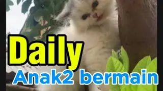 Kegantengan Kimong Bersama Anak2 #anabulkesayangan #randomvideo #catlovers 