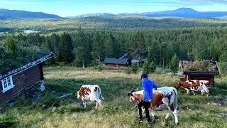 Eagle Rays - Norwegian Mountain Cowboys ( Music Video )